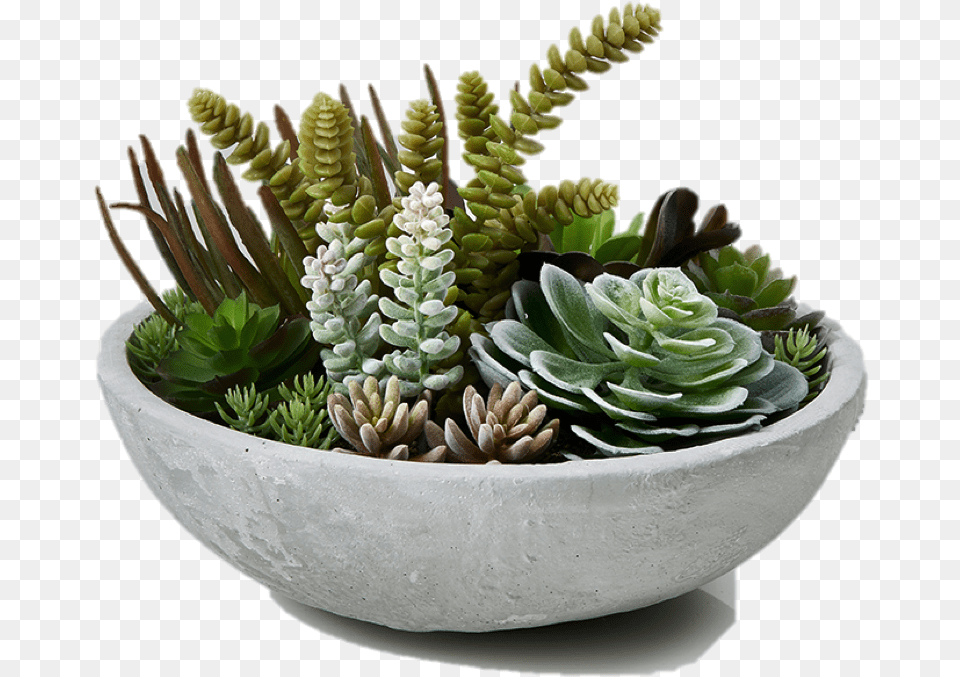 Garden Plants Succulent Bowl Flowerpot Table Plant, Flower, Flower Arrangement, Jar, Planter Free Transparent Png