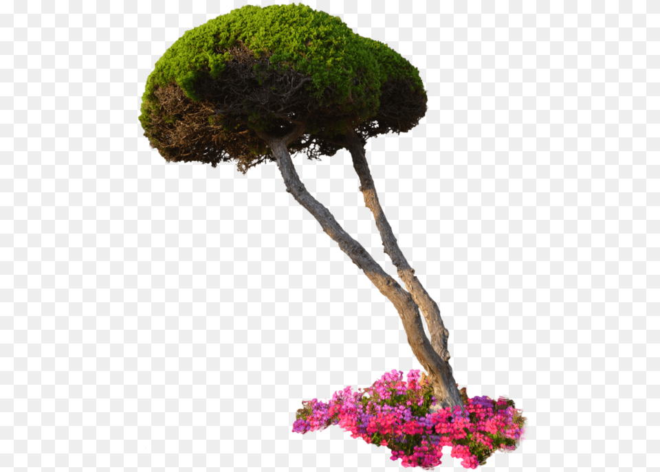 Garden Plants With Transparent Background, Moss, Plant, Potted Plant, Tree Free Png