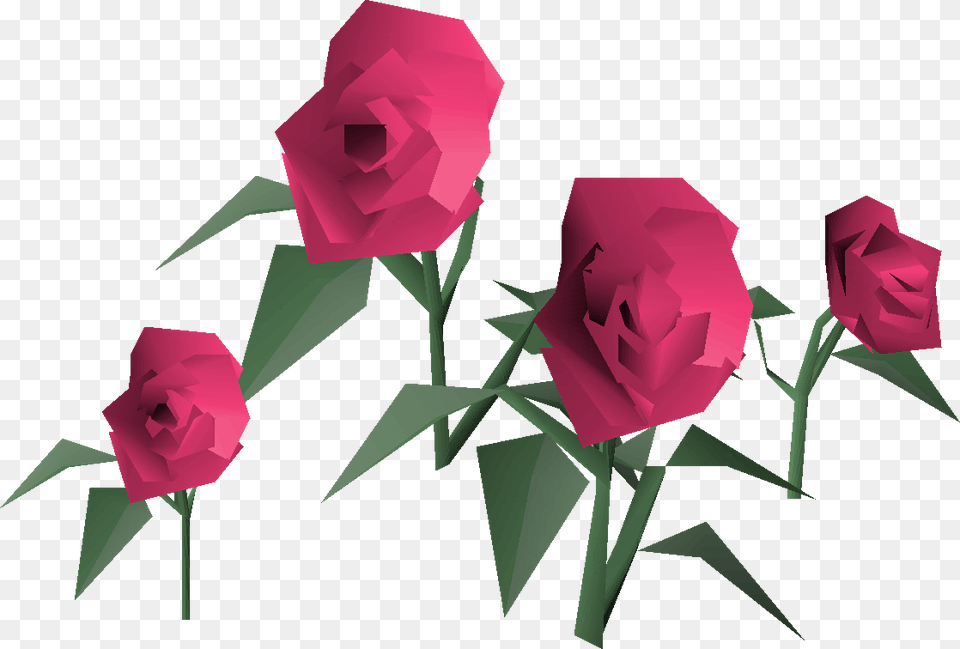 Garden Roses, Flower, Plant, Rose, Art Png Image