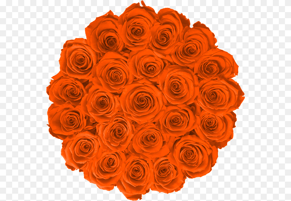 Garden Roses, Art, Floral Design, Flower, Graphics Free Transparent Png