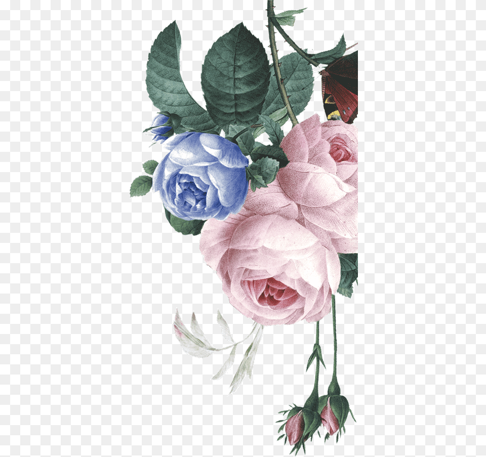 Garden Roses, Flower, Plant, Rose, Pattern Free Png Download