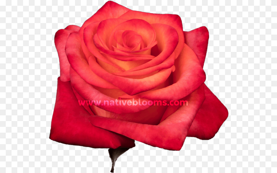 Garden Roses, Flower, Plant, Rose, Petal Free Png Download