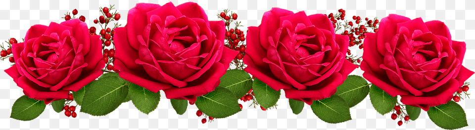 Garden Roses, Flower, Plant, Rose, Petal Png