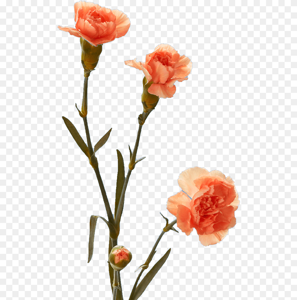 Garden Roses, Carnation, Flower, Plant, Rose Png