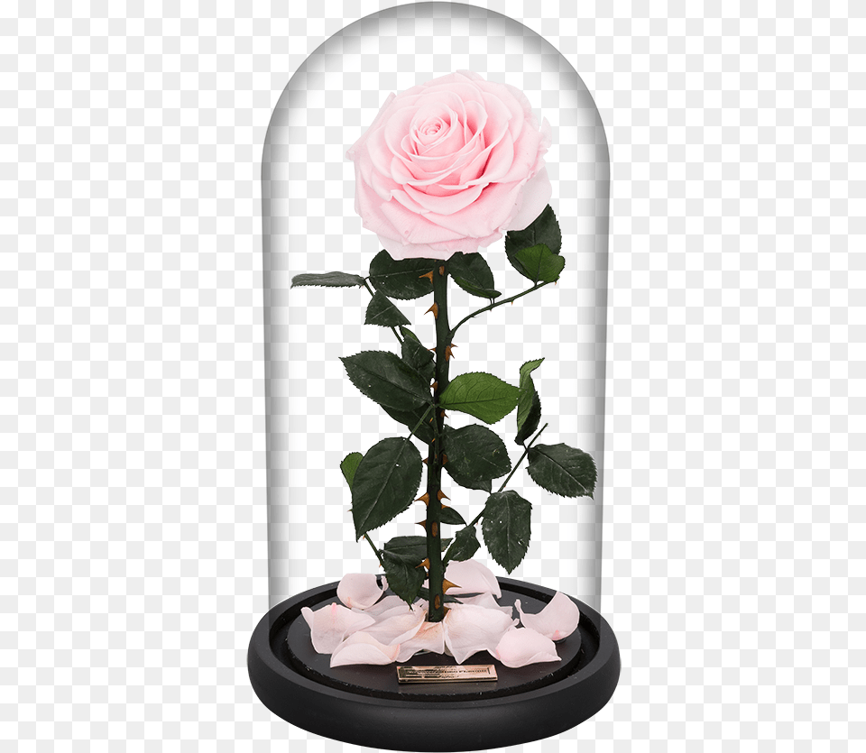 Garden Roses, Flower, Flower Arrangement, Plant, Rose Free Transparent Png