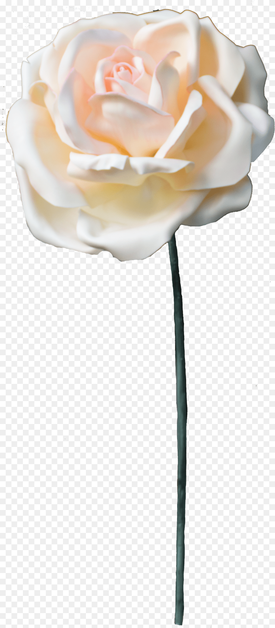 Garden Roses, Flower, Plant, Rose, Petal Free Png