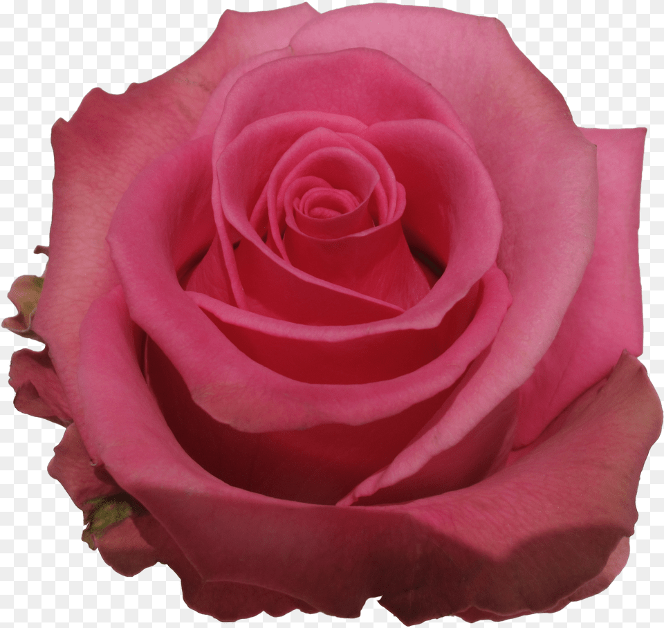 Garden Roses Png