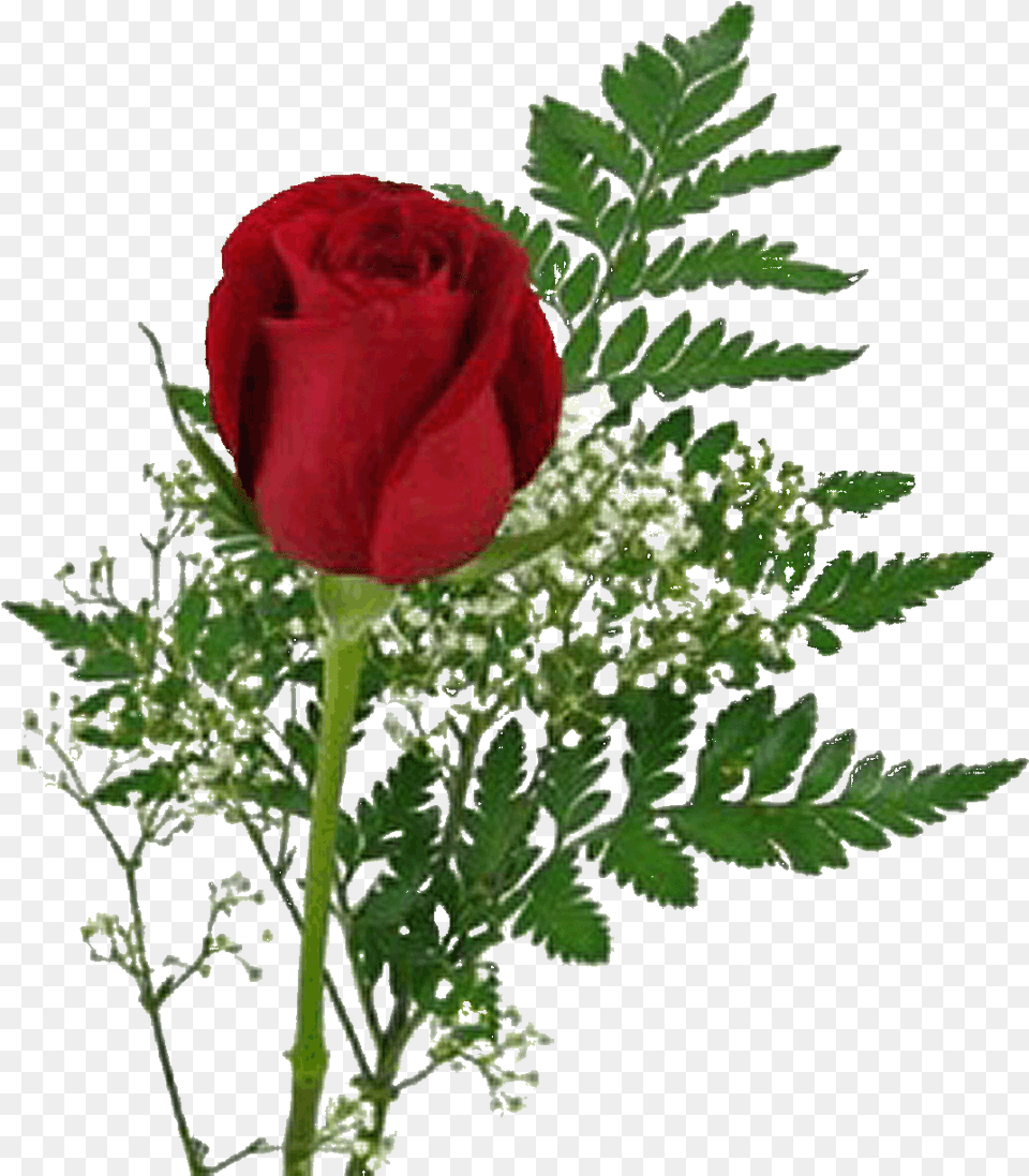 Garden Roses, Flower, Plant, Rose Png Image