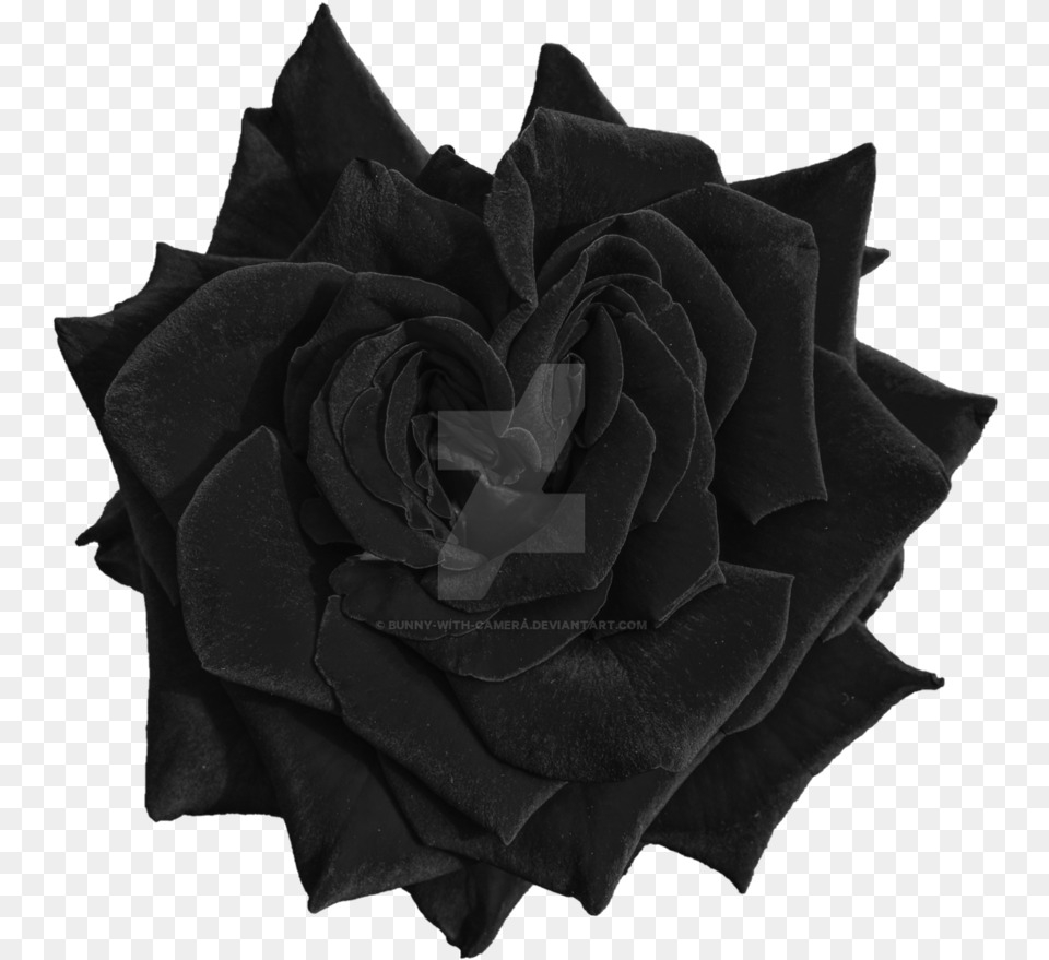 Garden Roses, Flower, Plant, Rose, Black Free Png Download