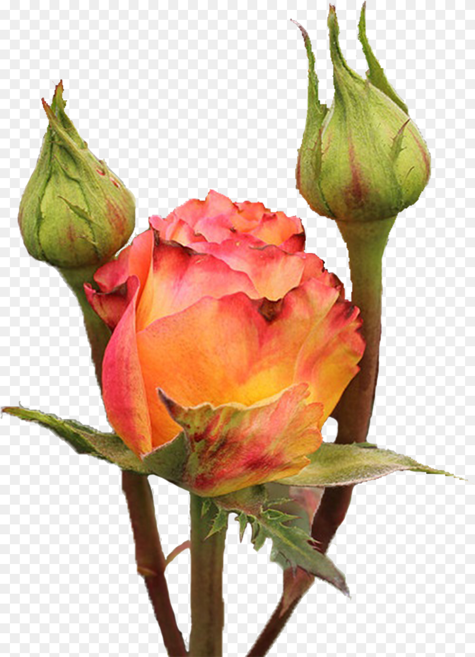 Garden Roses, Pattern, Ammunition, Grenade, Weapon Png Image