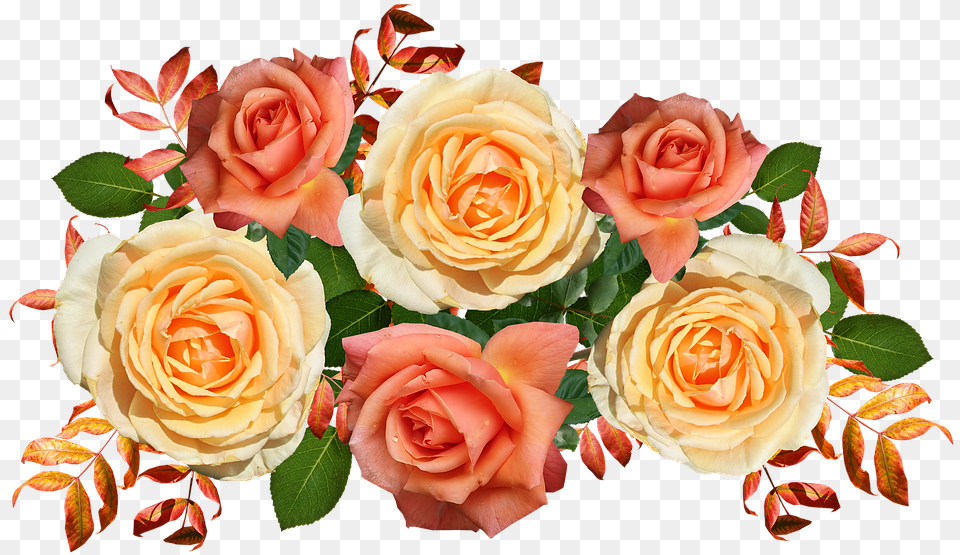 Garden Roses, Flower, Flower Arrangement, Flower Bouquet, Plant Png