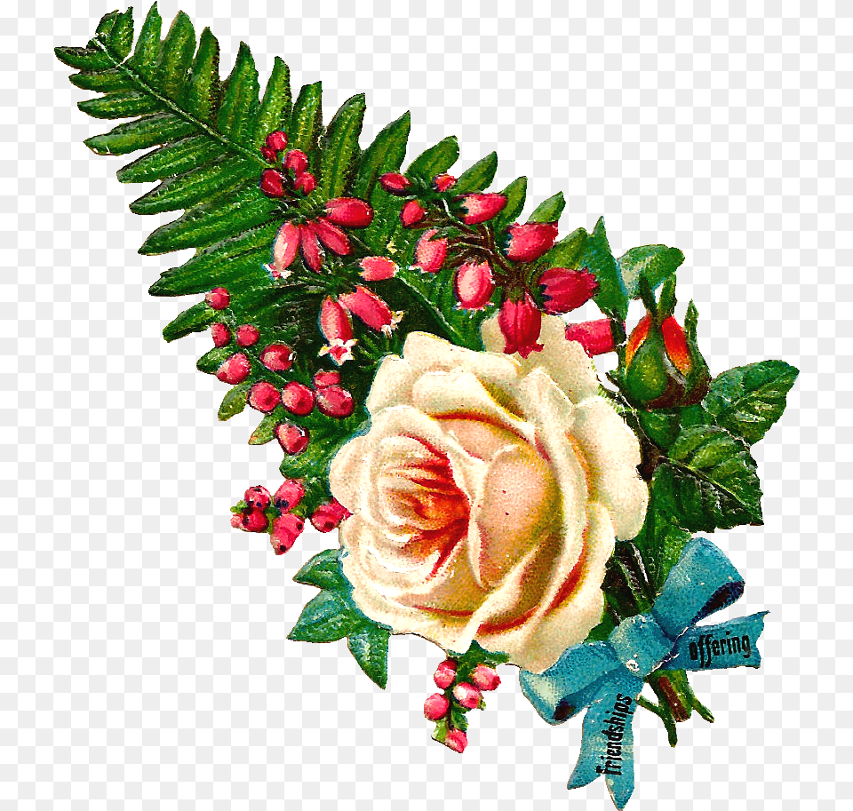 Garden Roses, Rose, Plant, Pattern, Flower Bouquet Png