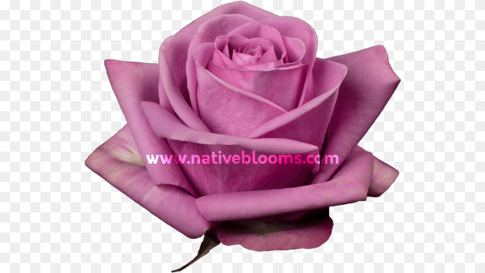 Garden Roses, Flower, Plant, Rose Png Image