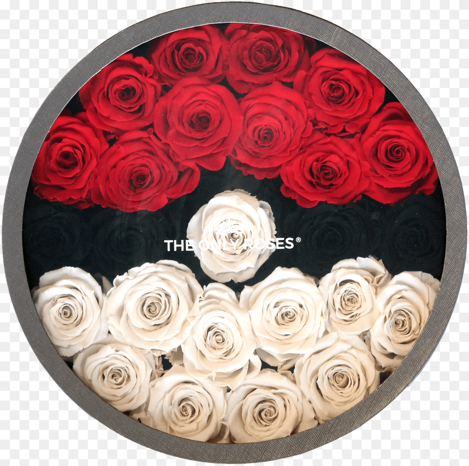 Garden Roses Free Png