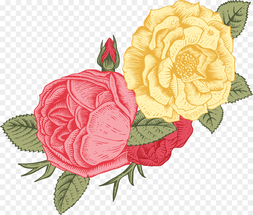 Garden Roses, Carnation, Flower, Plant, Rose Free Transparent Png