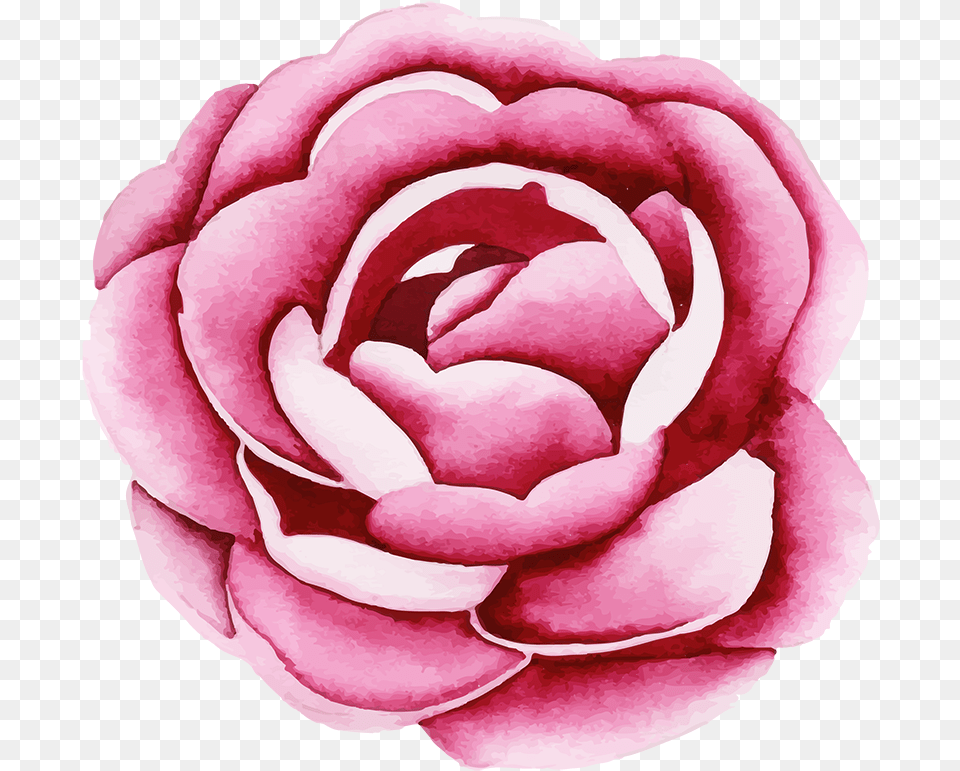 Garden Roses, Flower, Petal, Plant, Rose Png