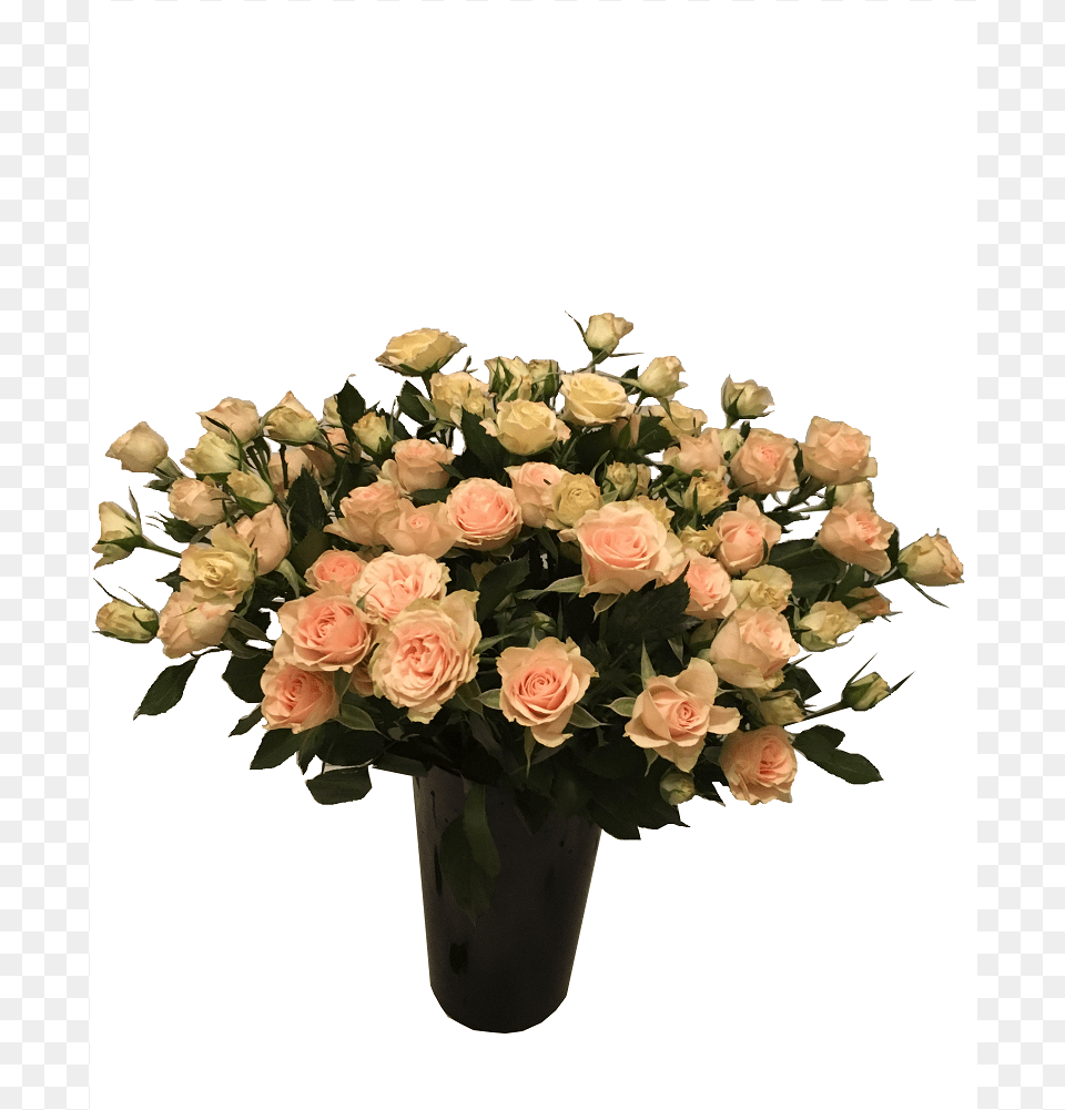 Garden Roses, Flower, Flower Arrangement, Flower Bouquet, Plant Free Png