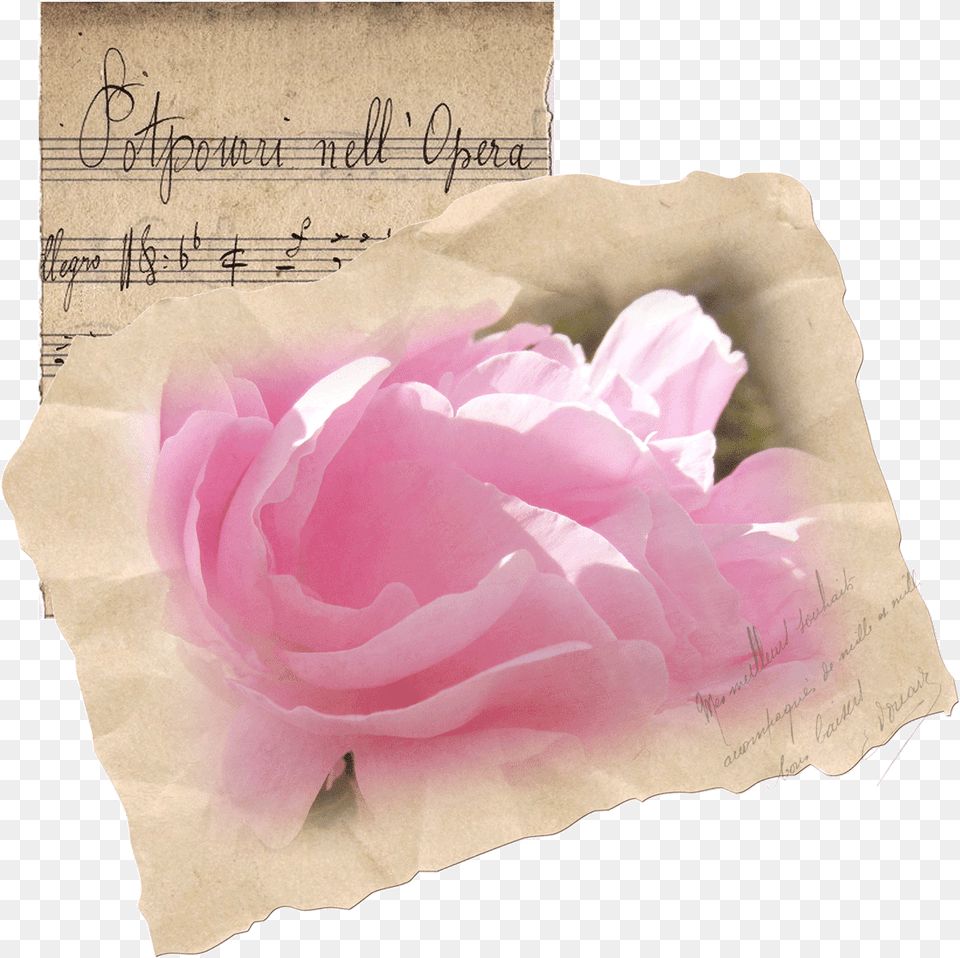Garden Roses, Flower, Petal, Plant, Rose Png Image