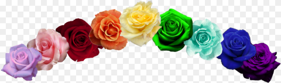 Garden Roses, Flower, Plant, Rose, Flower Arrangement Png Image