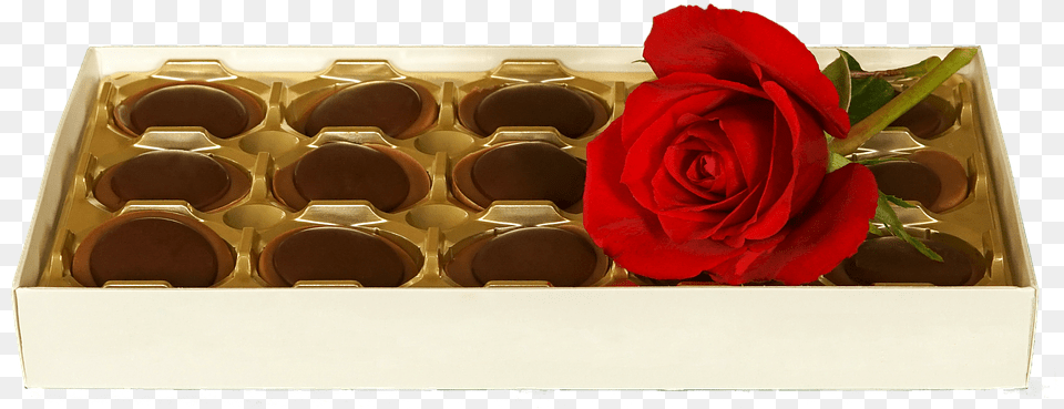 Garden Roses, Flower, Plant, Rose, Chocolate Png