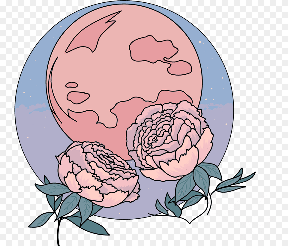 Garden Roses, Flower, Plant, Rose, Baby Png Image