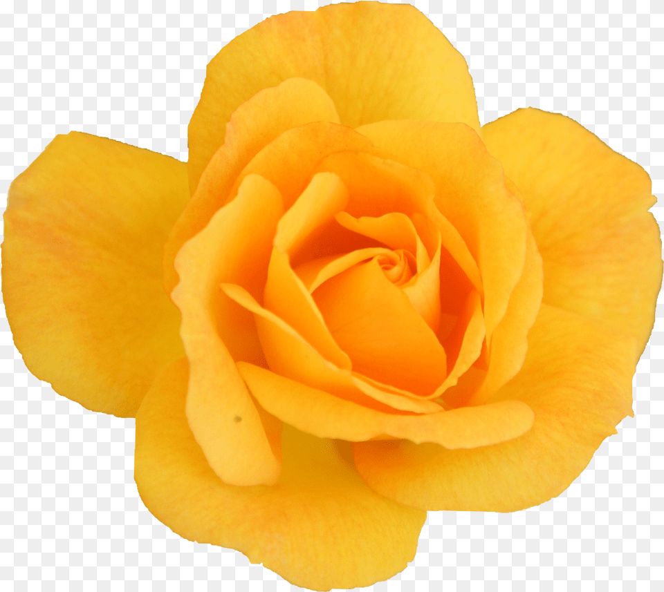 Garden Roses, Flower, Plant, Rose, Petal Free Transparent Png