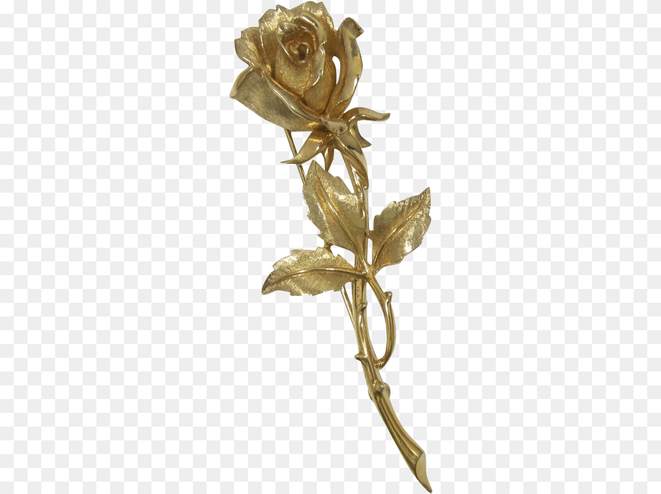 Garden Roses, Bronze, Flower, Plant, Rose Png Image
