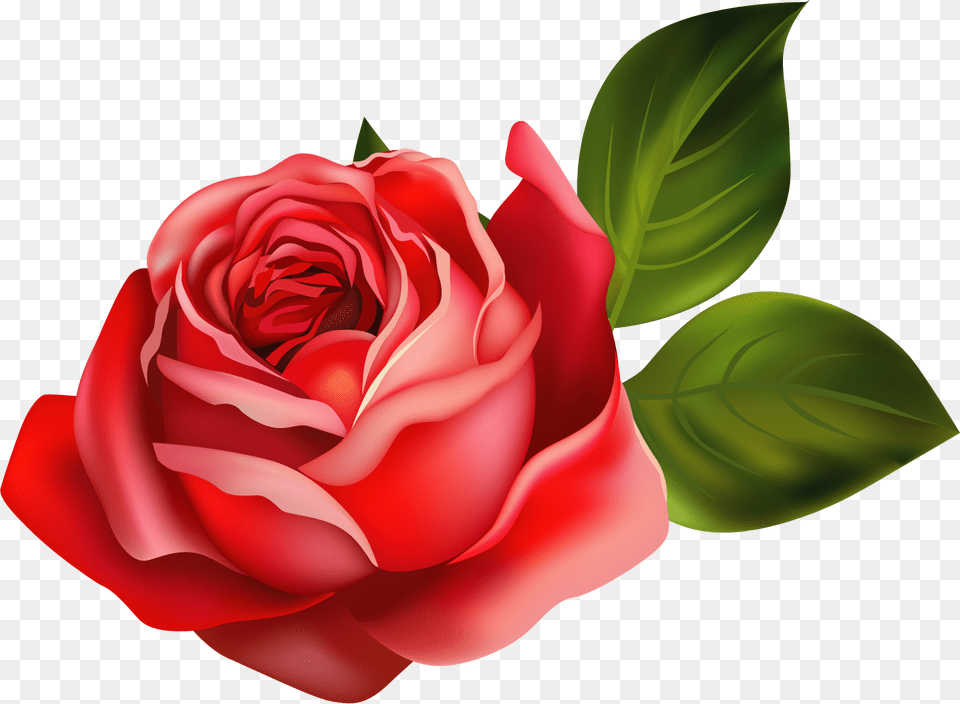Garden Roses, Flower, Plant, Rose, Petal Free Transparent Png