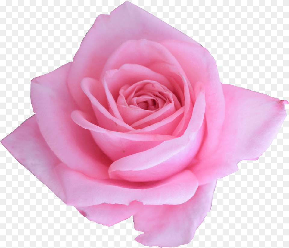 Garden Roses, Flower, Plant, Rose, Petal Free Png