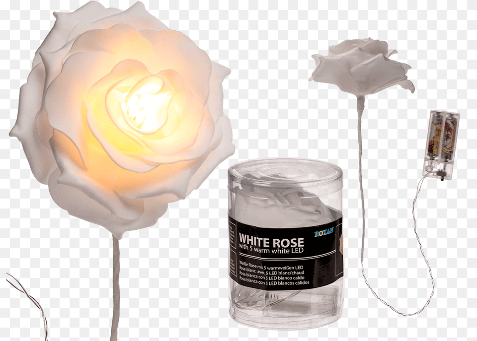 Garden Roses, Flower, Plant, Rose, Lamp Free Transparent Png