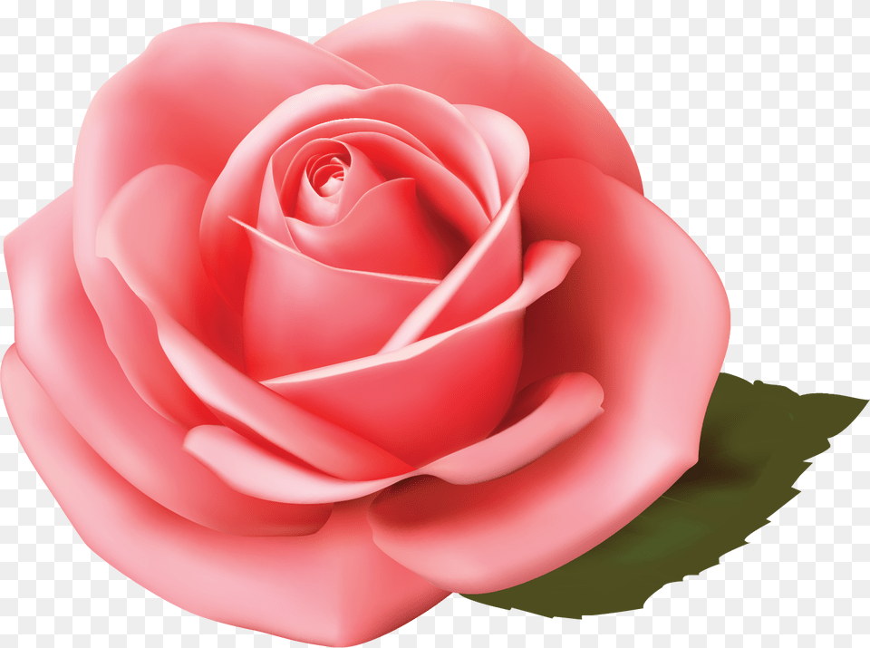 Garden Roses, Flower, Plant, Rose, Petal Png