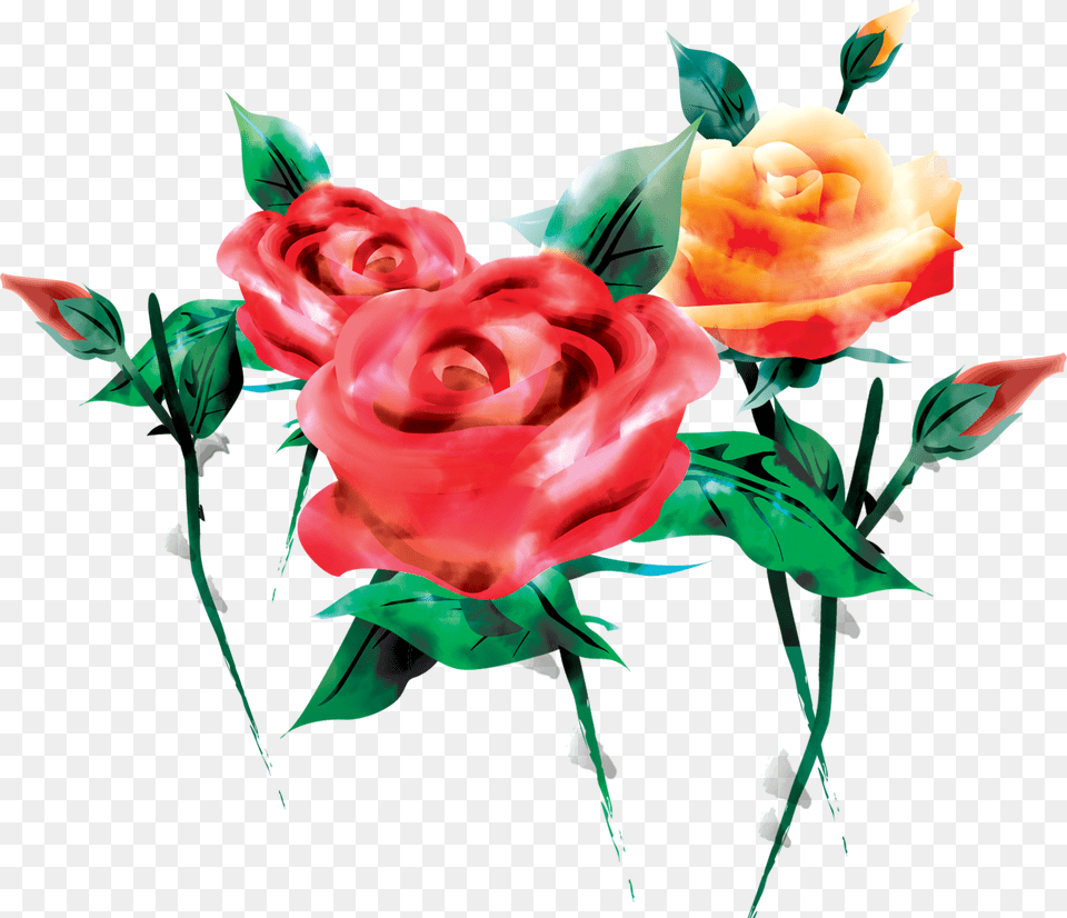 Garden Roses, Art, Floral Design, Flower, Graphics Free Png