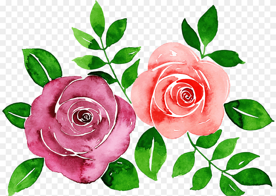 Garden Roses, Flower, Plant, Rose, Petal Free Transparent Png