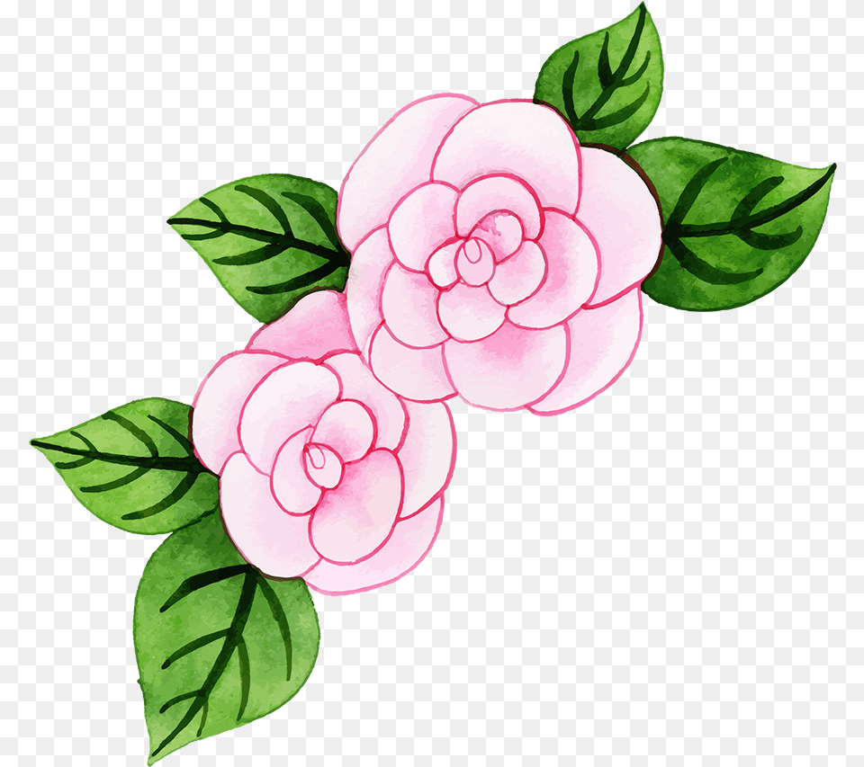 Garden Roses, Flower, Plant, Rose, Dahlia Png Image