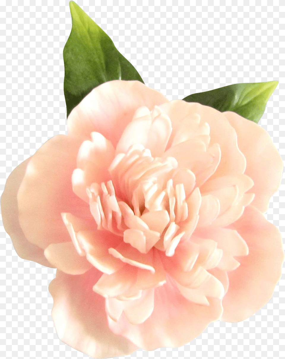 Garden Roses, Carnation, Dahlia, Flower, Petal Free Png Download