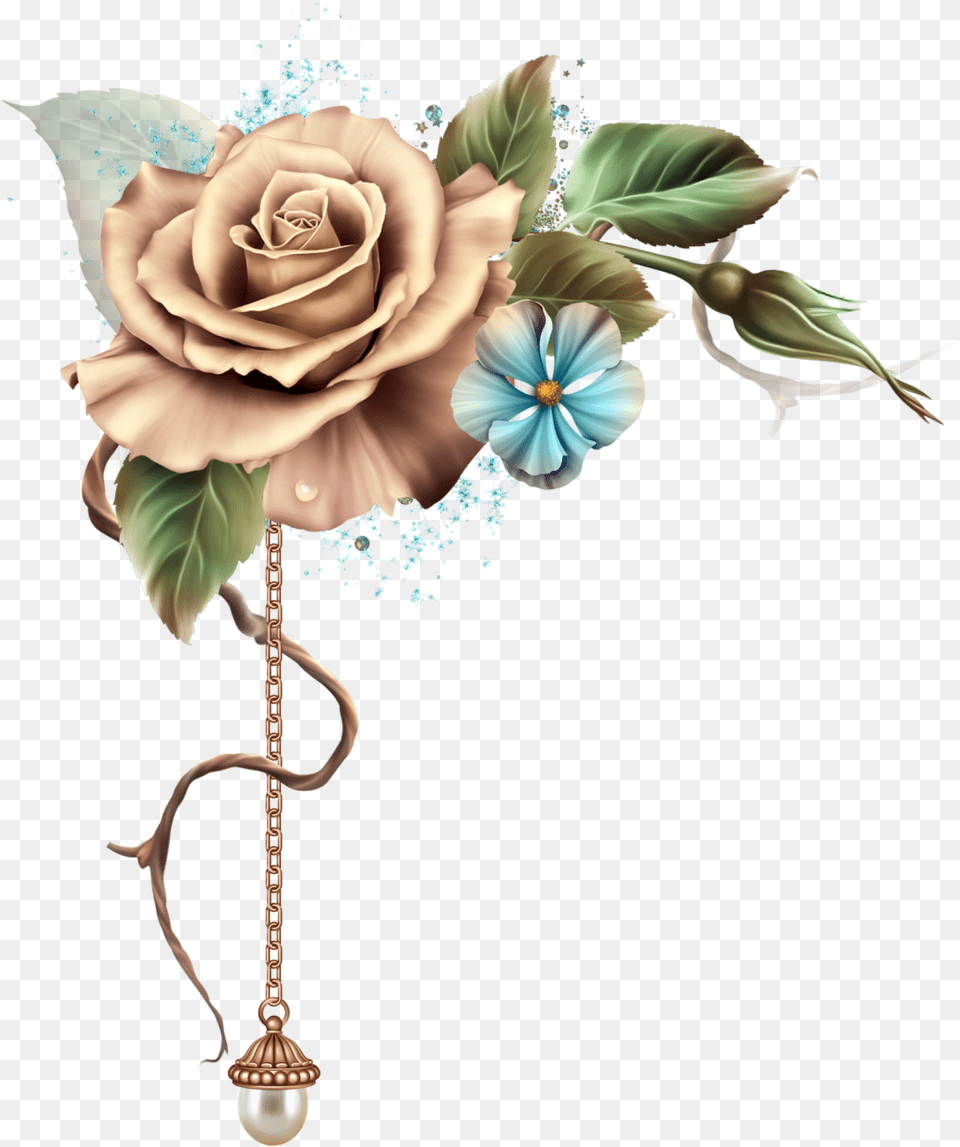 Garden Roses, Flower, Plant, Rose, Accessories Png