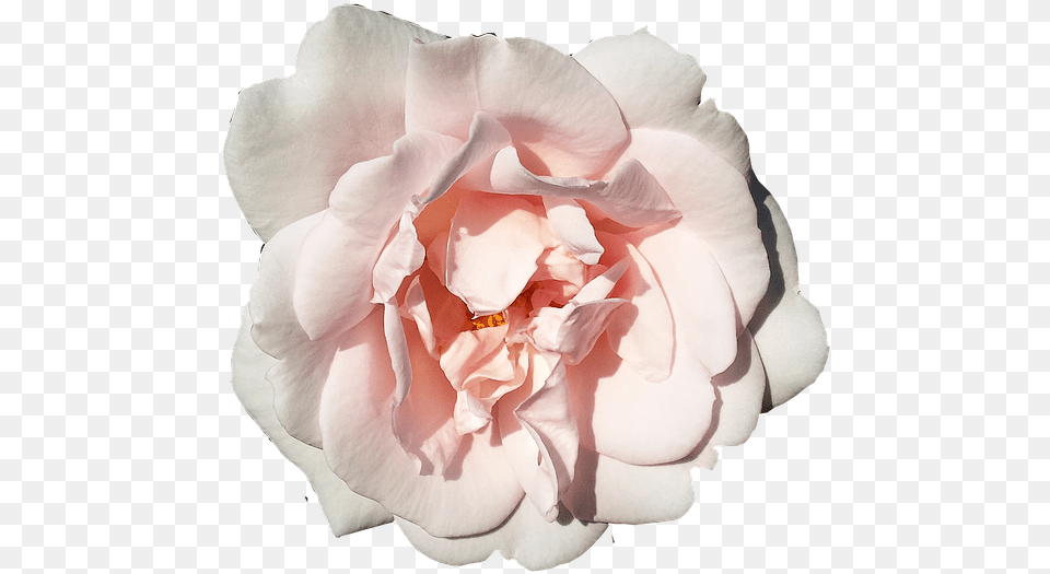 Garden Roses, Flower, Petal, Plant, Rose Free Transparent Png