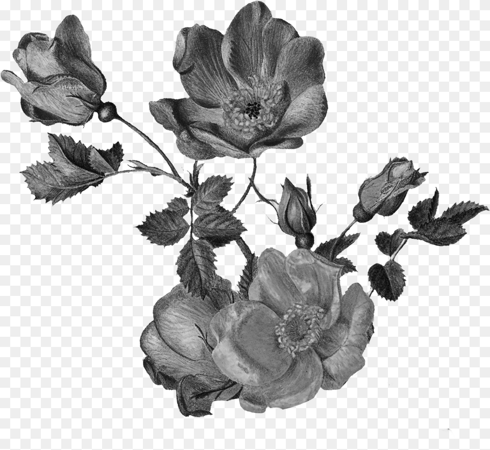 Garden Roses, Acanthaceae, Anemone, Flower, Petal Png
