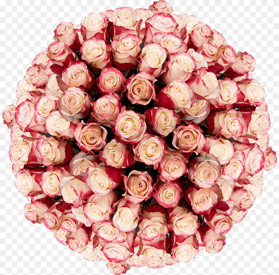 Garden Roses, Flower, Flower Arrangement, Flower Bouquet, Petal Png