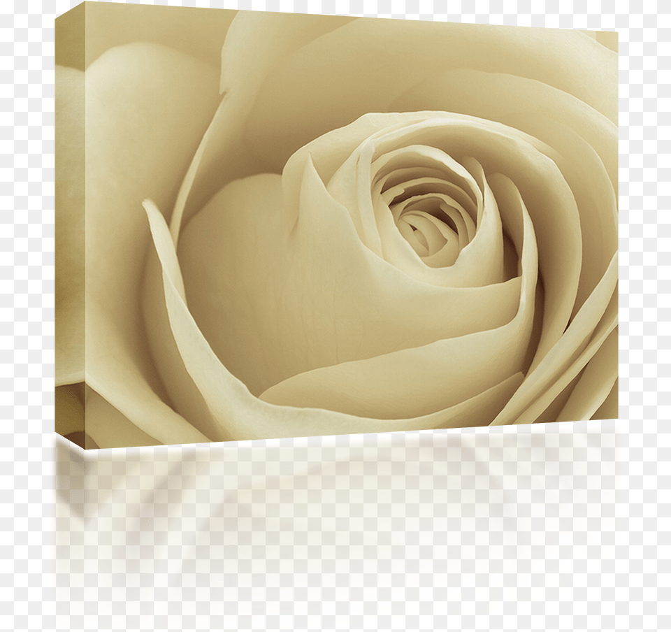 Garden Roses, Flower, Plant, Rose Free Png Download