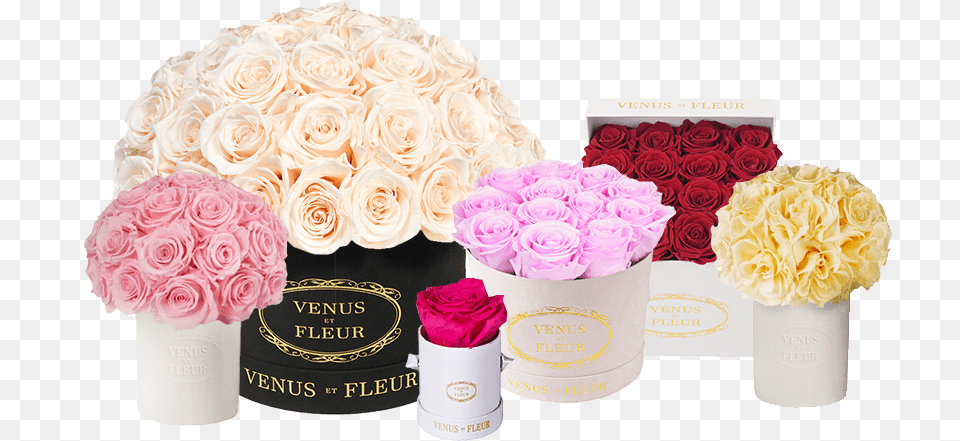 Garden Roses, Carnation, Flower, Flower Arrangement, Flower Bouquet Free Png