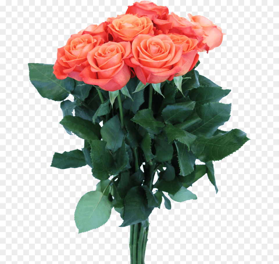 Garden Roses, Flower, Flower Arrangement, Flower Bouquet, Plant Png Image