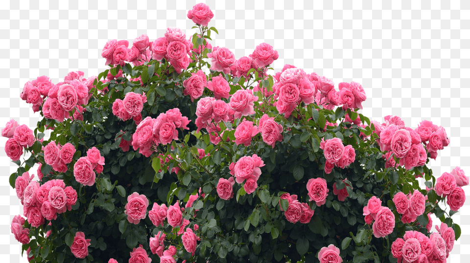 Garden Roses, Dahlia, Flower, Geranium, Plant Free Png
