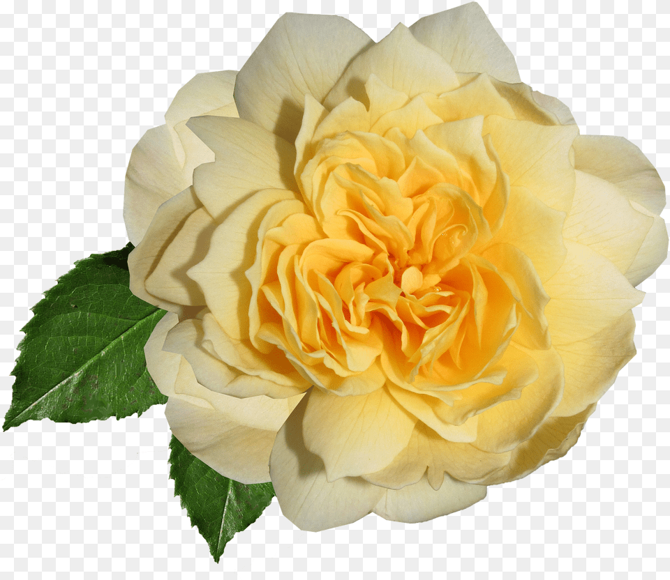 Garden Roses, Flower, Petal, Plant, Rose Free Png Download