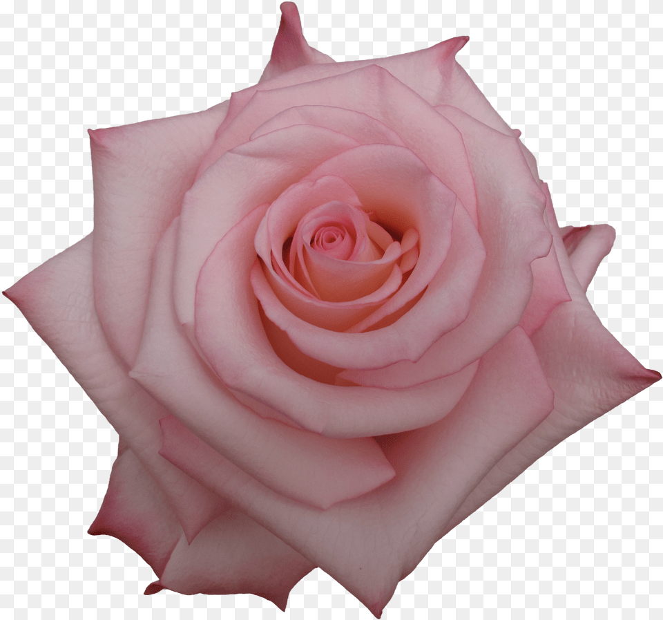 Garden Roses Png Image