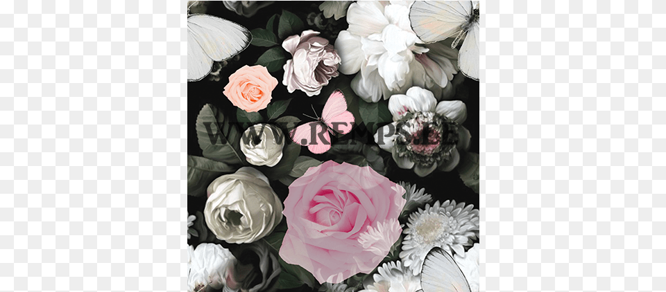 Garden Roses, Rose, Plant, Flower, Pattern Png Image
