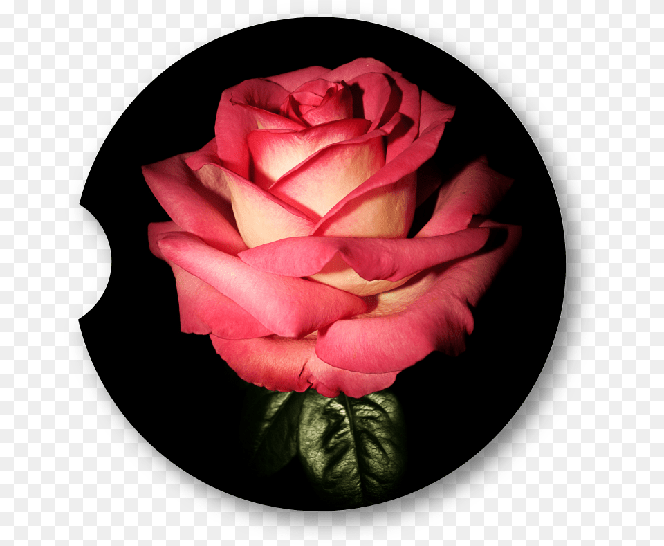 Garden Roses, Flower, Plant, Rose, Petal Png Image