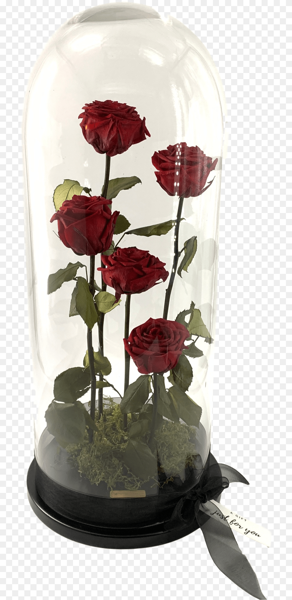 Garden Roses, Flower, Flower Arrangement, Jar, Plant Free Png