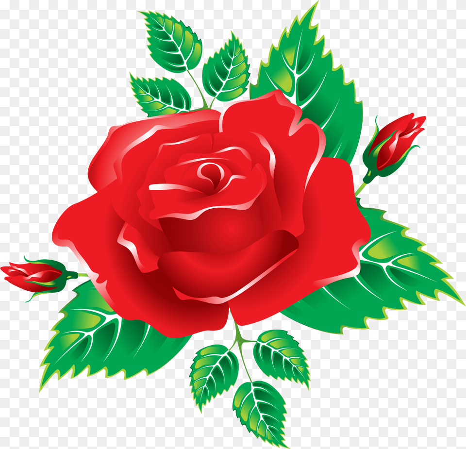 Garden Roses, Flower, Plant, Rose, Leaf Free Png Download