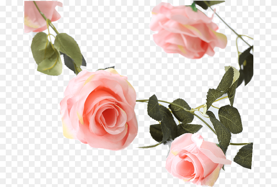 Garden Roses, Flower, Petal, Plant, Rose Free Transparent Png